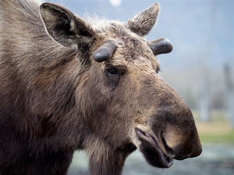 Alaskan wildlife encounters