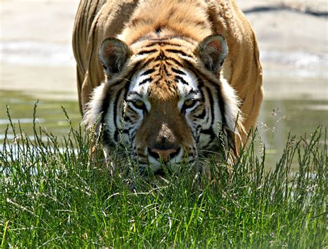 Wildlife in zoo