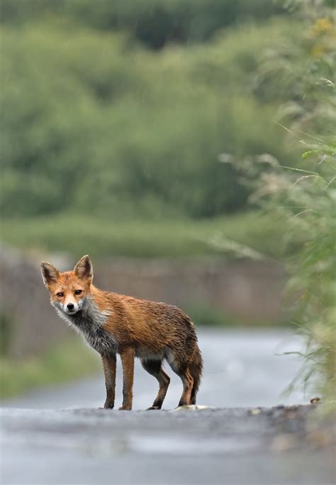 Wildlife photography