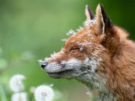 Wildlife Photography in Emory's Land