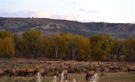 Wildlife Viewing Areas in Emory's Land