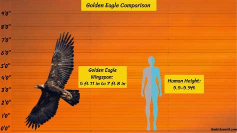 Wingspan Comparison