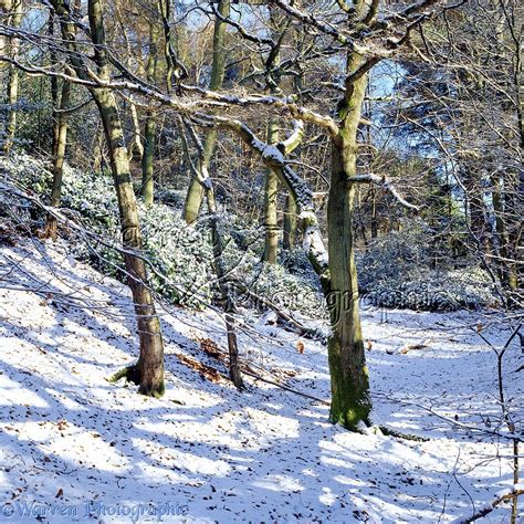 Winter Woodland