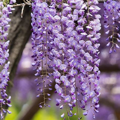 Wisteria Wonderland