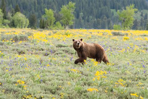 Wyoming Wildlife