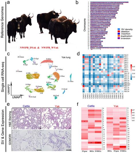 Yak genetics research