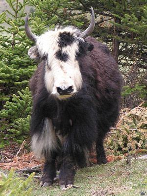 Yak domestication in China