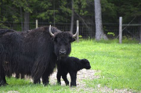 Yak farm in Tibet