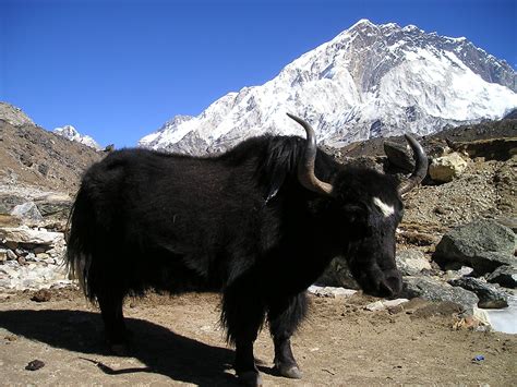 Yak habitat conservation