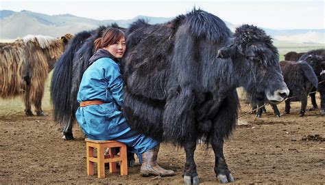 Yak milk products