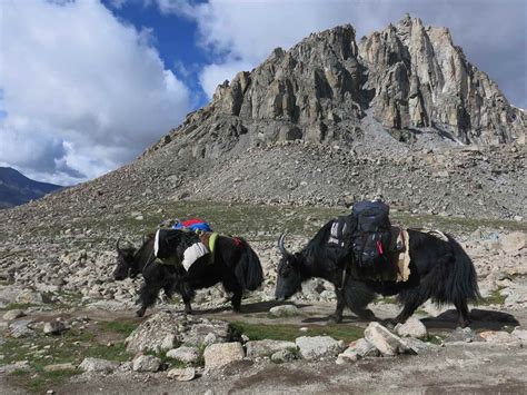 Yak trekking in the Himalayas