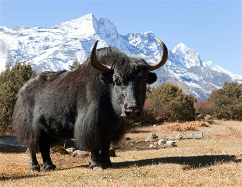 Yak wildlife conservation