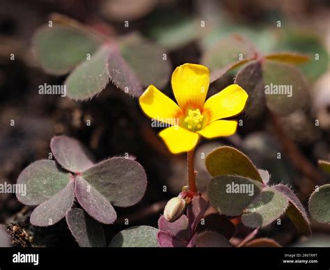 Yellow and Bronze Greenery