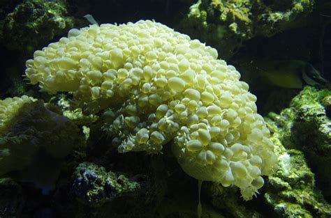 Yellow Coral