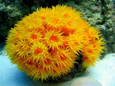 Yellow Coral Sun