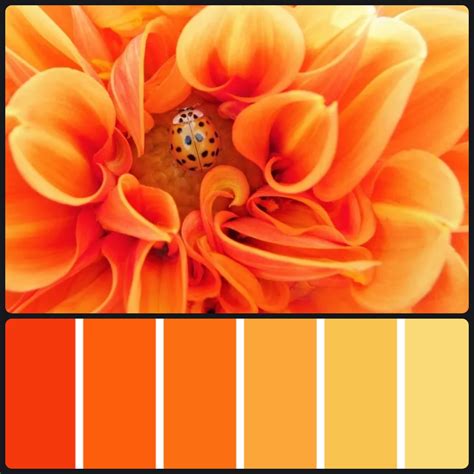 Yellow and Orange Color Palette Inspiration