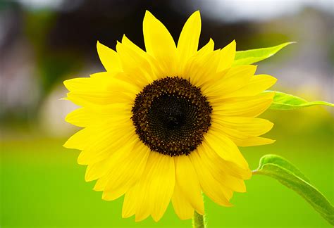 A bright yellow sunflower facing the sun